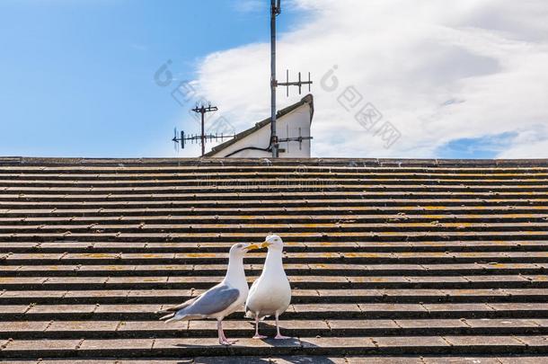 两个美丽的白色的鸟,鸥向指已提到的人屋顶关于指已提到的人海滨欧洲封建时代的行政区域