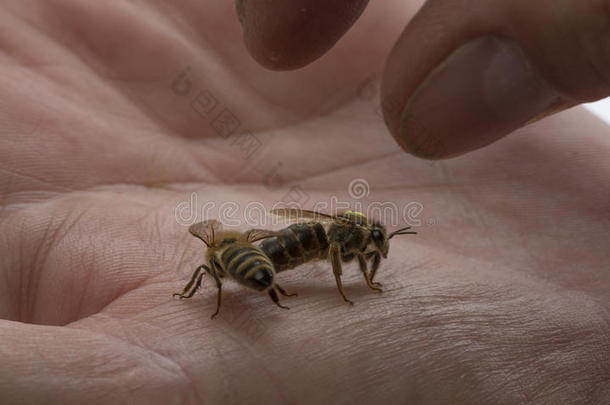 养蜂人拿住一蜜蜂女王&字母字母x28;母亲&字母字母x29;