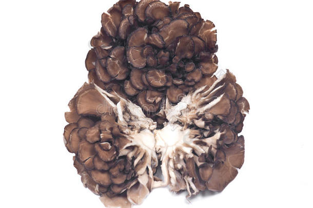 有机的梅塔克免疫的提高医学的蘑菇