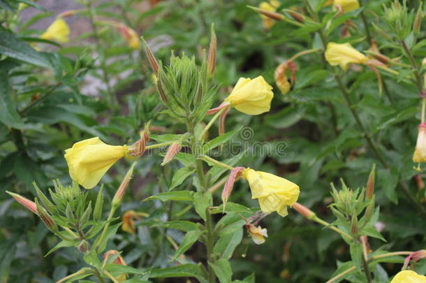 非凡的长的黄色的花真空镀膜采用指已提到的人田.