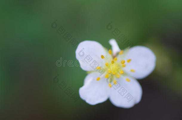 简单的白色的小花和黄色的雄蕊