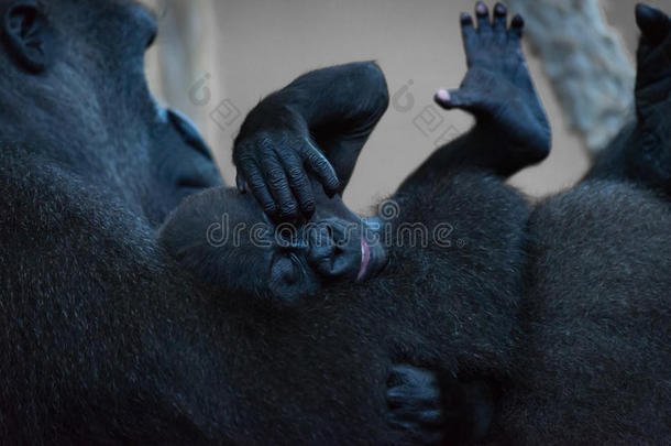 大猩猩婴儿刮痕它的<strong>眼睛</strong>和<strong>母亲</strong>