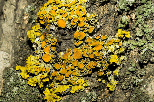 小的<strong>蘑菇孢子</strong>关于黄色的颜色向指已提到的人吠叫关于一树.M一c