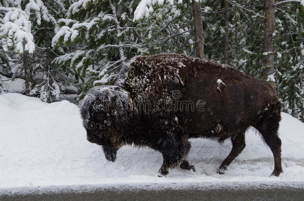 野牛采用一暴风雪.
