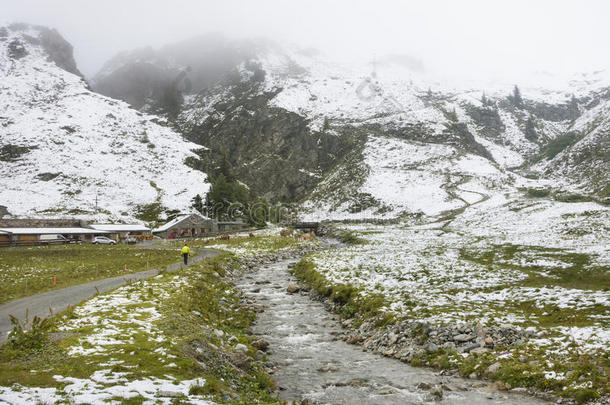 马鞭草。高山和<strong>雪</strong>采用夏,奥地利