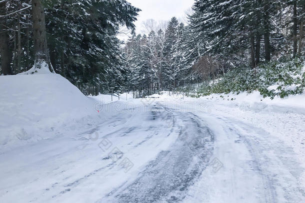 组关于严寒的衣着整洁的树采用雪