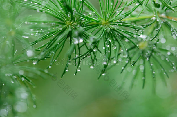 叶子和雨点后的雨