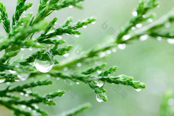 叶子和雨点后的雨