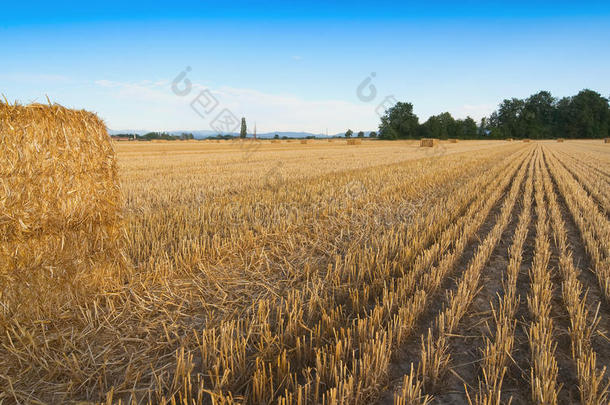 小麦田收割和干草包在日落-Sezzadio-皮埃姆