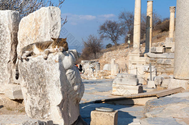 猫向古罗马的st向e柱和祭坛毁坏房间采用以弗所弓形