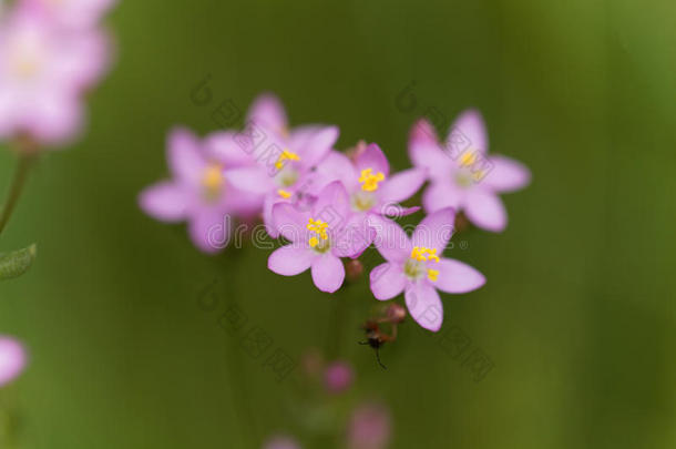 普通的矢车菊,百<strong>金花</strong>属植物百<strong>金花</strong>属