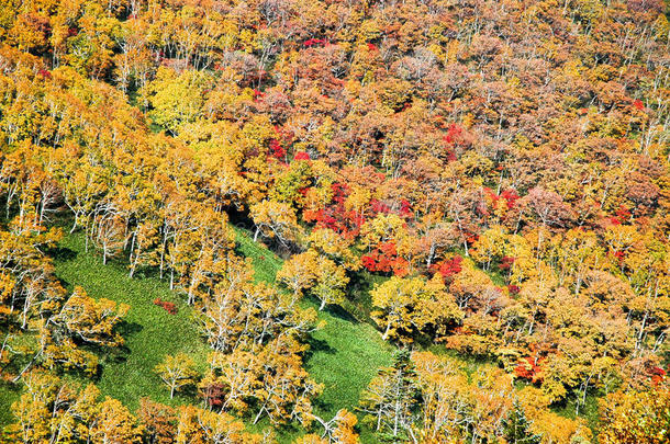 秋树叶在Nissho走过采用秋,北海道,黑色亮漆