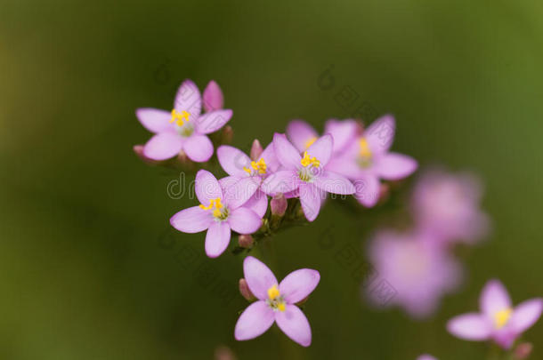 普通的矢车菊,百金花属植物百金花属