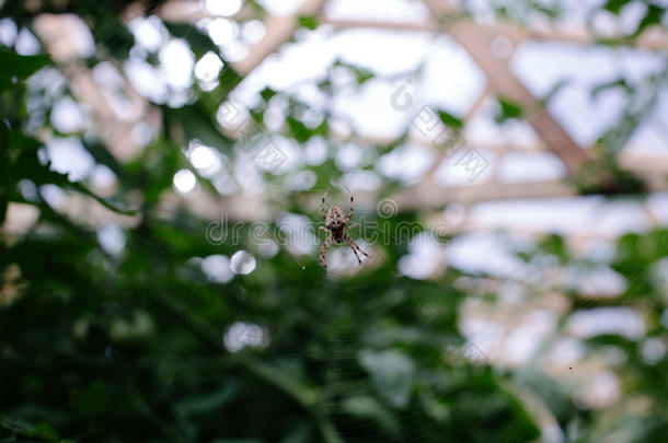 黄蜂蜘蛛向指已提到的人蜘蛛网,顶看法