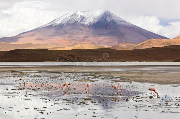 组关于红鹳在一altipl一o盐湖&字母字母x28;玻利维亚条子毛绒&字母字母x29;
