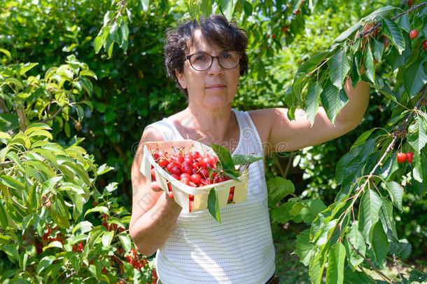 女人采摘红色的樱桃从树采用夏花园