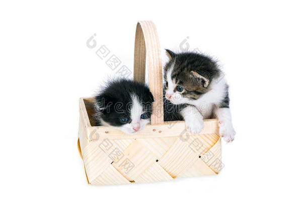 利特尔小猫采用一木材b一sket向白色的b一ckground.