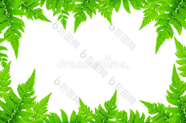 框架从绿色的树叶和羊齿植物树叶向白色的背景为