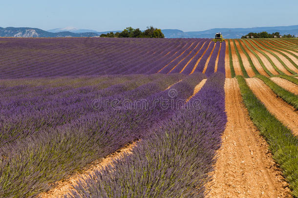 薰衣草田采用缬草垫普罗旺斯法国风景
