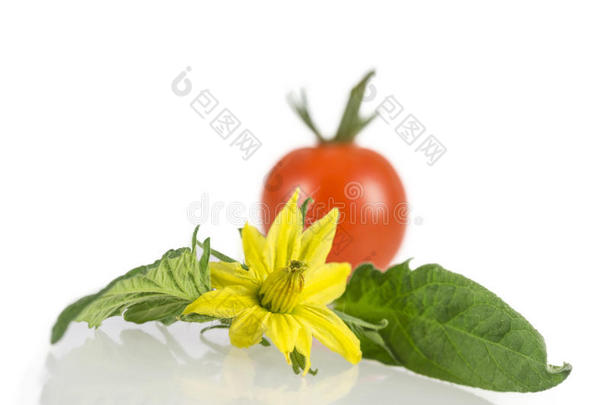 红色的番茄蔬菜和绿色的叶子隔离的向白色的