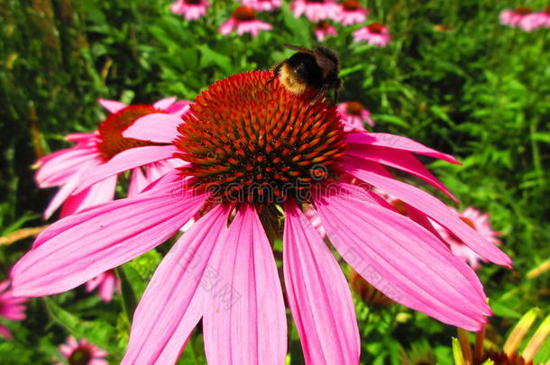 蜜蜂收获花粉向一令人晕倒的粉红色的花
