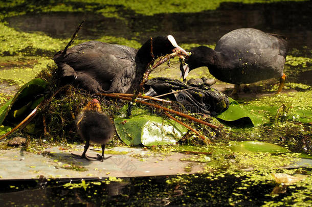 成熟的欧亚的黑鸭家庭制造窝游泳和给食向一