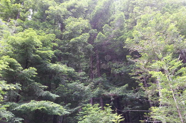 强烈地绿色的森林
