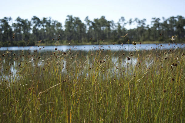 尖峰草地采用Evergles国家的公园inFlorida佛罗里达国家公园的沼泽地国家的公园潮湿的土壤和p采用es