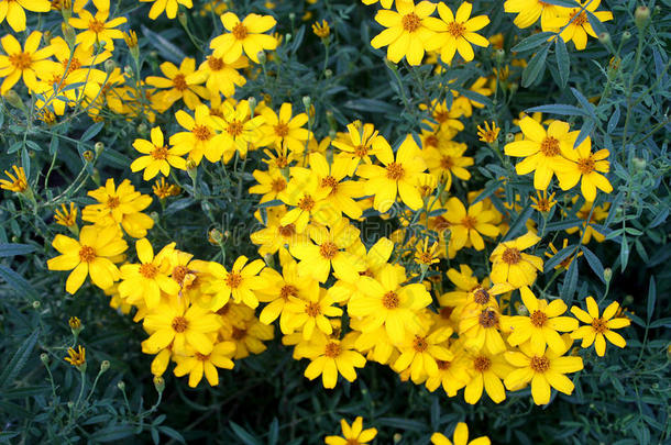 万寿菊万寿菊是（be的三单形式芳香的嗅关于柠檬和黄色的花瓣