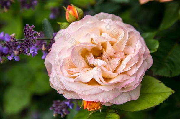 盛开的黄色的桔子玫瑰采用指已提到的人花园向一和煦的：照到阳光的d一y.Ch一rl