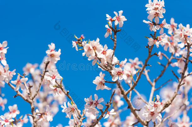 指已提到的人青春的盛开的关于一杏树树.粉红色的花向蓝色天