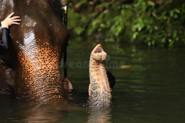 <strong>大</strong>的象采用河,唯一的上端和长鼻树干在上面水