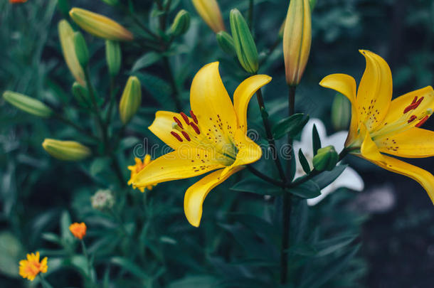 两个发黄百合花向变暗绿色的背景