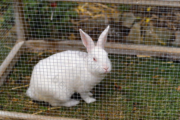 白色的宠物兔子
