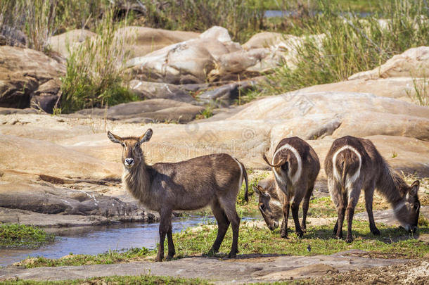 普通的非洲大羚羊采用即Kruger国家的公园,南方非洲