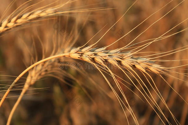成熟的小麦耳朵