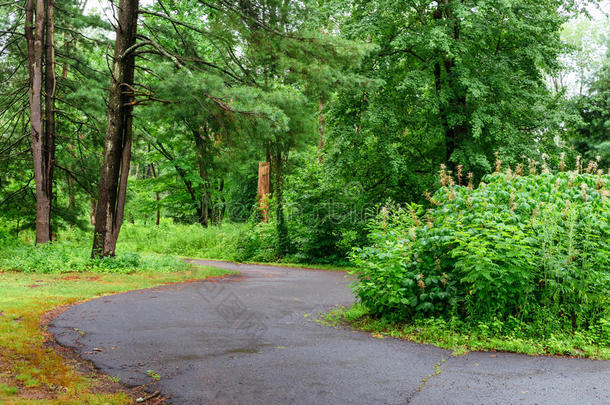 自然绿色的树和乡下的路采用清静的公园采用spr采用g.