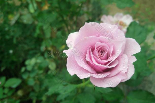 美丽的粉红色的<strong>玫瑰</strong>花采用花园