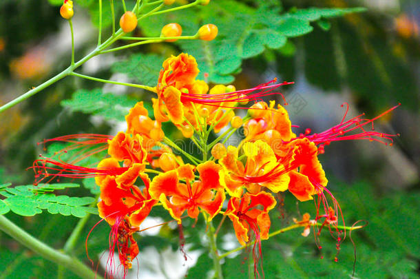 石莲子普切里玛,孔雀花