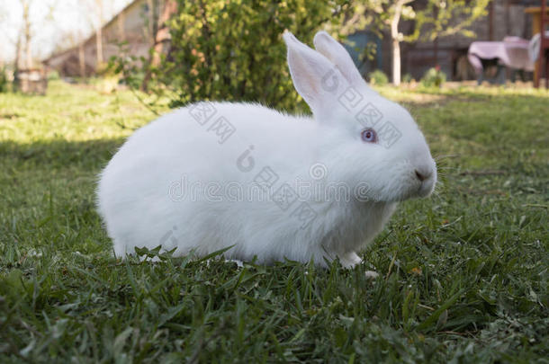 白色的兔子和蓝色眼睛