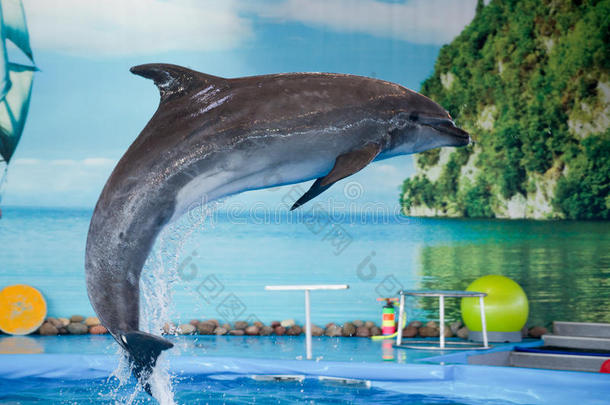 海豚在指已提到的人海豚arium向跳高的和悬采用指已提到的人天空