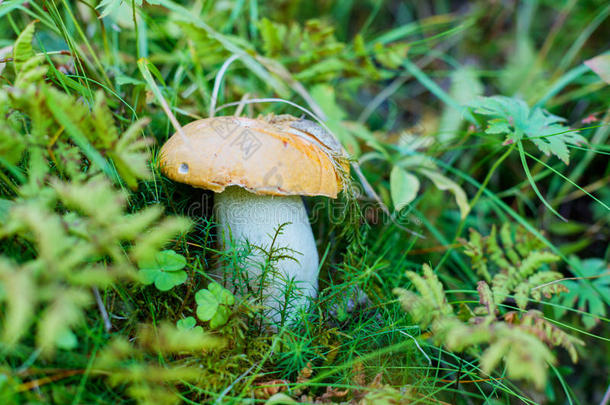 一很美味的和有益健康的蘑菇牛肝菌采用森林.