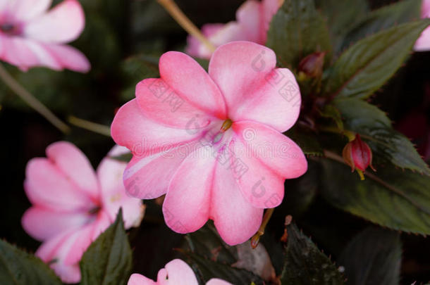 花关于凤仙花属植物瓦拉里亚纳