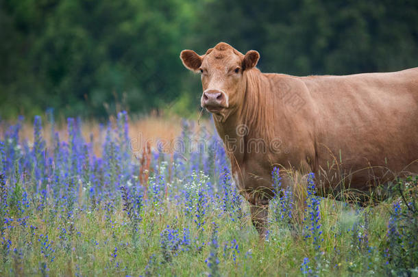 棕色的奶牛采用田关于花