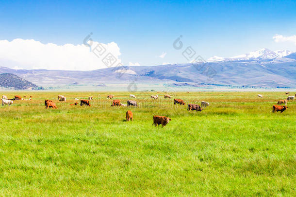 <strong>田园</strong>诗般的夏风景和<strong>奶牛</strong>放牧.