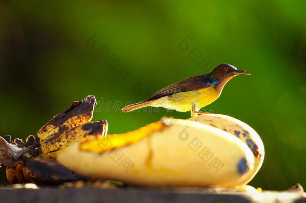 小的鸟吃黄色的<strong>芒果</strong>成果向树