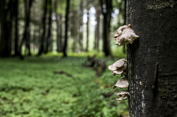 支架真菌生长的从指已提到的人树桩关于一de一d山毛榉树人名