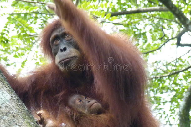 母亲猩猩和婴儿