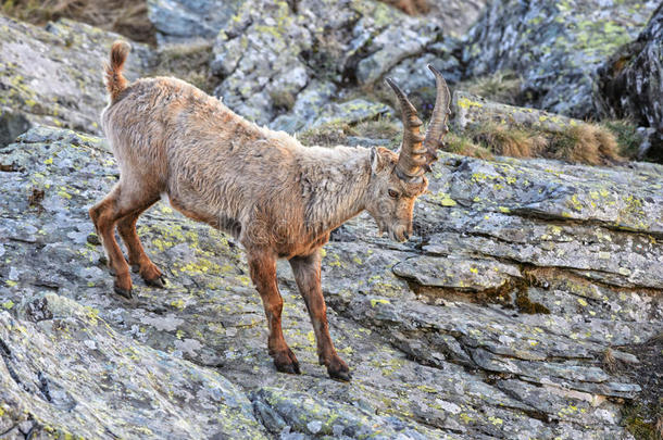 阿尔卑斯山的野生山羊-卡普拉野生山羊,alkali-treatedlipopolysaccharide碱处理的脂多糖,奥地利