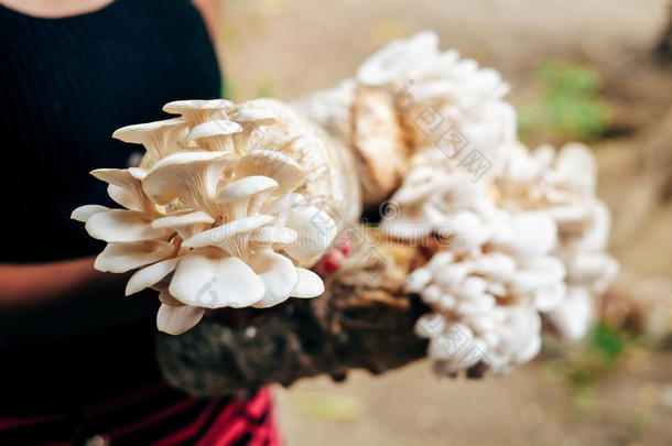 蘑菇教养生长的采用农场蘑菇教养采用Otherorganizations非盈利组织